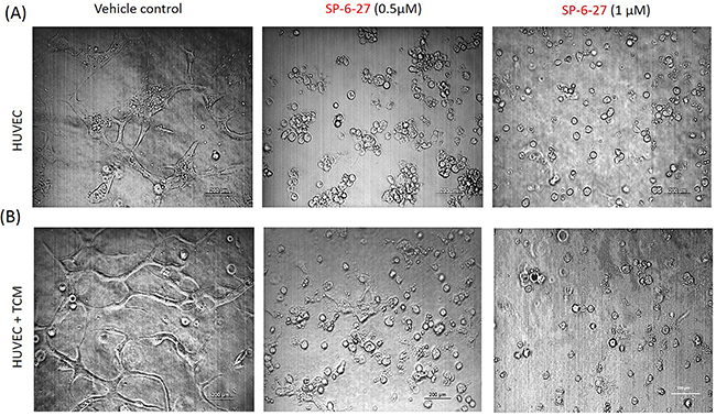 SP-6-27 inhibits capillary tube formation by endothelial cells.