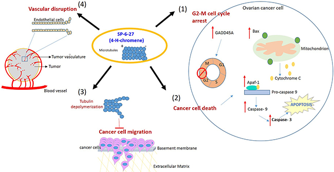 Proposed model illustrating the effects of SP-6-27 mediated microtubule inhibition on ovarian cancer cells and endothelial cells.