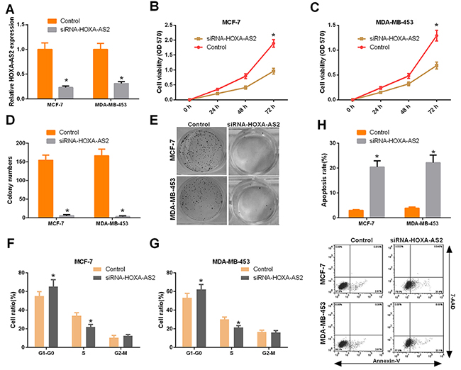 Silencing of HOXA-AS2 inhibited the progression of breast cancer.