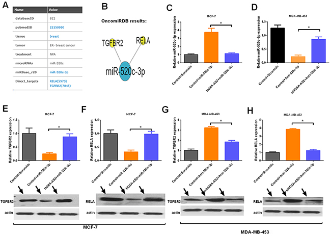 HOXA-AS2 controls the expression of the targets of miR-520c-3p.