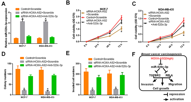 HOXA-AS2 promotes proliferation and invasion of breast cancer by miR-520c-3p.