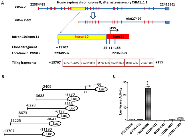 Identification of PL2L60-specific intragenic promoter in the host gene of PIWIL2.