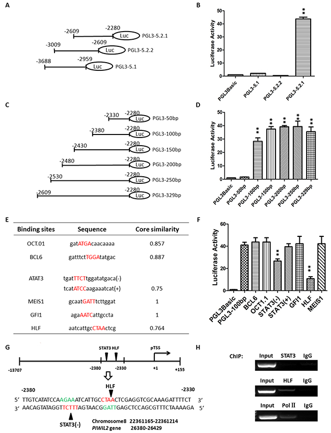 Identification of the potential binding sites for transcription factors in PL2L60-specific intragenic promoter.