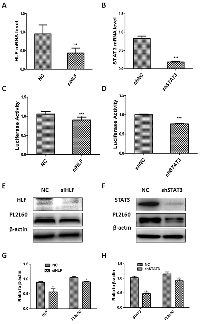 Activation of the PL2L60-specific intragenic promoter by STAT3 and HLF.