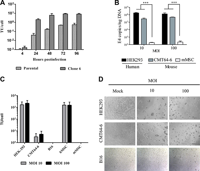 The murine CMT64-6 cell line supports replication of the human adenovirus ICOVIR5.
