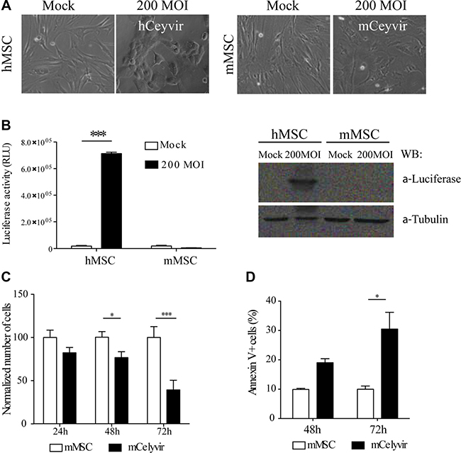 Permissiveness of mesenchymal stem cells to ICOVIR5.