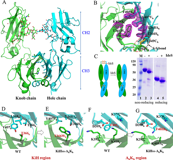 Structural basis of Fc heterodimer formation.