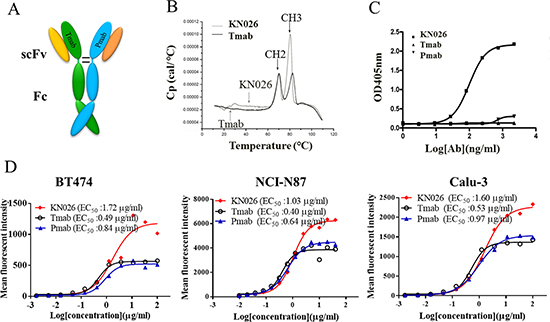 Construction and characterization of anti-HER2 bsAb KN026.