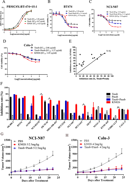 KN026 inhibits proliferation of HER2 over-expressing cancer cells.