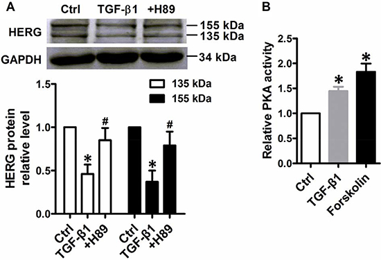 HERG protein expression inhibition by TGF-&#x03B2;1 stimulation dependent of PKA activity.