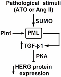 Putative mechanism of PML on HERG protein expression.