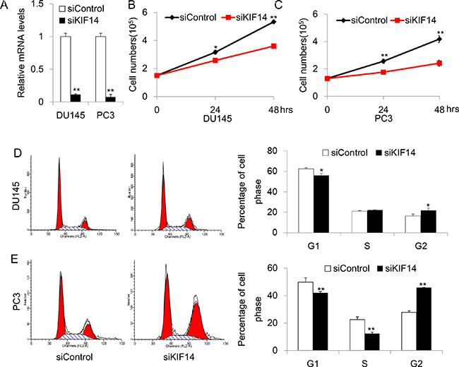 Knockdown of KIF14 inhibits cell proliferation and induce G2 arrest in DU145 and PC3 cell lines.