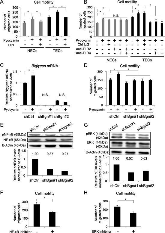 BGN induced by ROS activates cell motility in TECs.