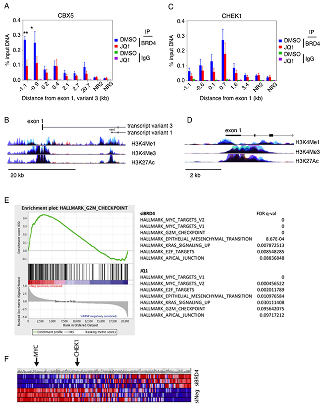 BRD4 directly interacts with the promoter region of CBX5.