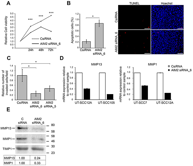 Knockdown of AIM2 inhibits viability and invasion of cSCC cells.