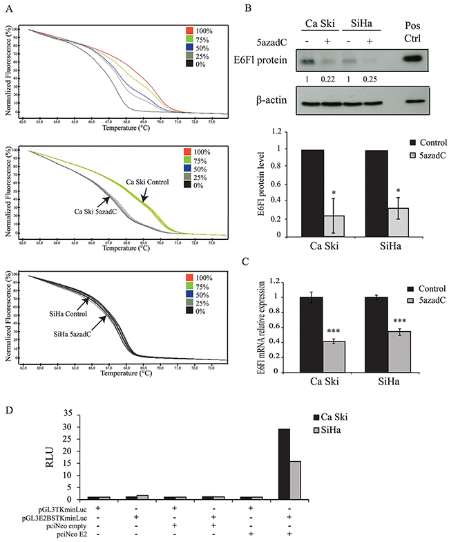 Effect of 5azadC treatment on proximal E2BS methylation and E6 expression.