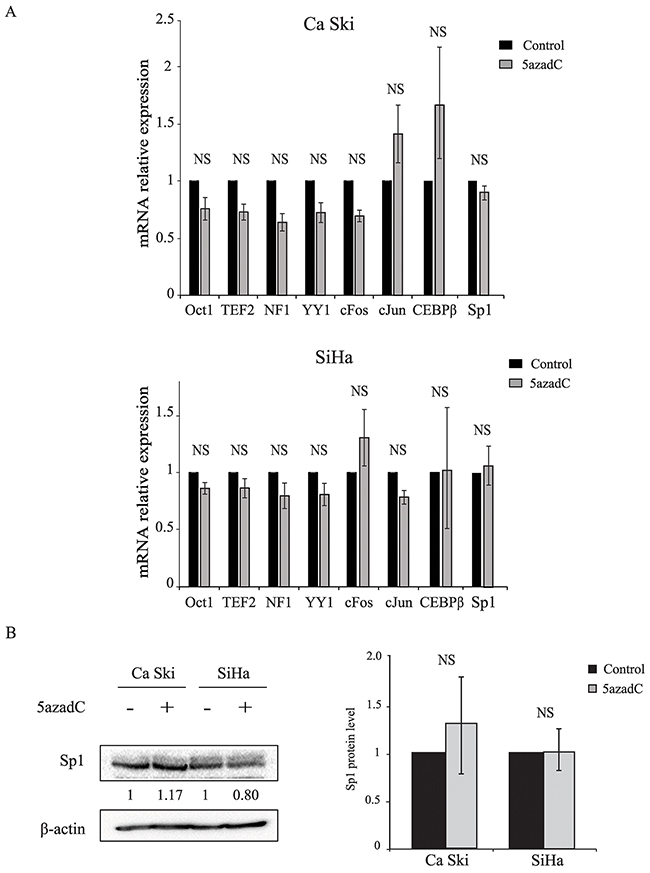 Effect of 5azadC treatment on cellular transcription factor expression.