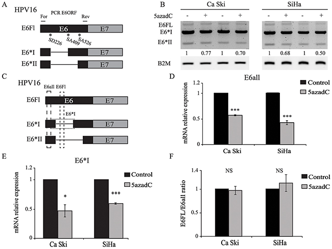 E6 RNA splicing pattern is not modified by 5azadC treatment.