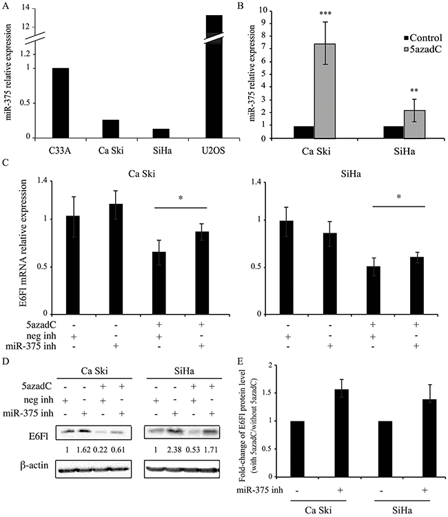 miR-375 is involved in the decrease of E6 expression.