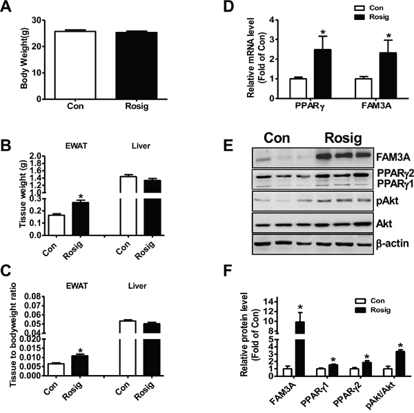 Rosiglitazone administration upregulated FAM3A expression in adipose tissues of C57BL/6 mice.