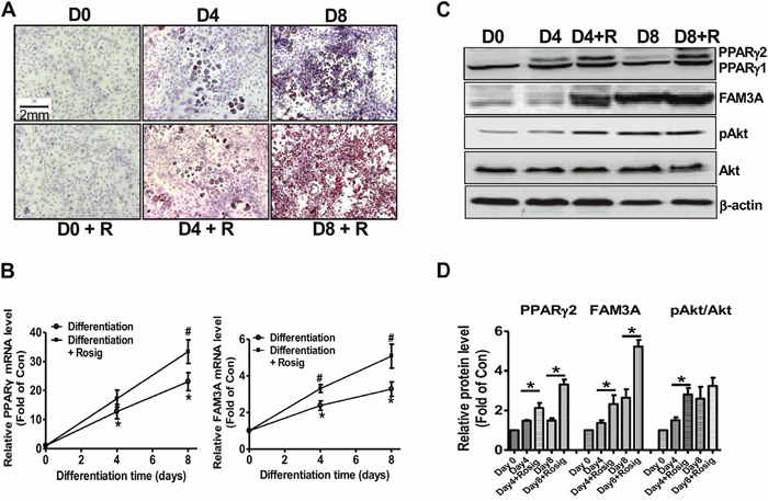FAM3A expression was increased in differentiated 3T3-L1 preadipocytes.