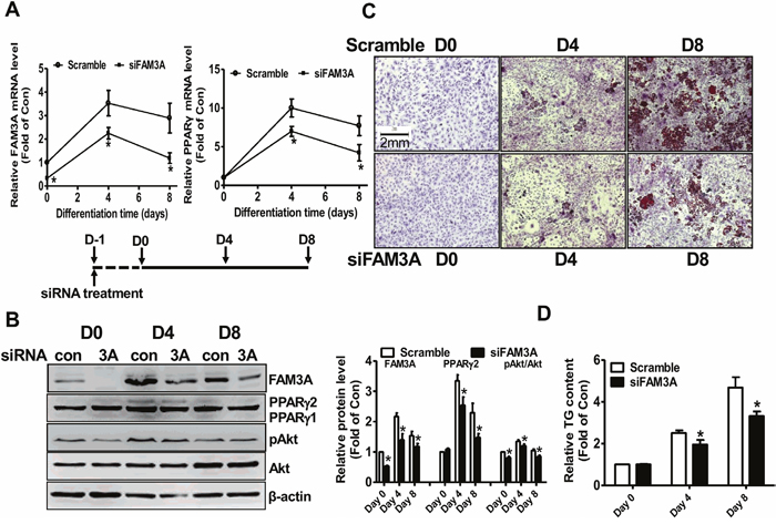 siRNA-mediated silencing of FAM3A inhibited the differentiation of 3T3-L1 preadipocytes.