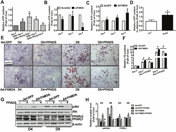 Inhibition of P2 receptor blocked FAM3A-induced adipogenesis of 3T3-L1 preadipocytes.