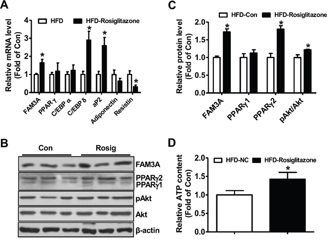 Rosiglitazone administration upregulated FAM3A expression in white adipose tissues of mice fed on HFD for 12 weeks.