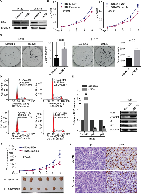 Depletion of NDN promotes CRC progression in vitro and in vivo.