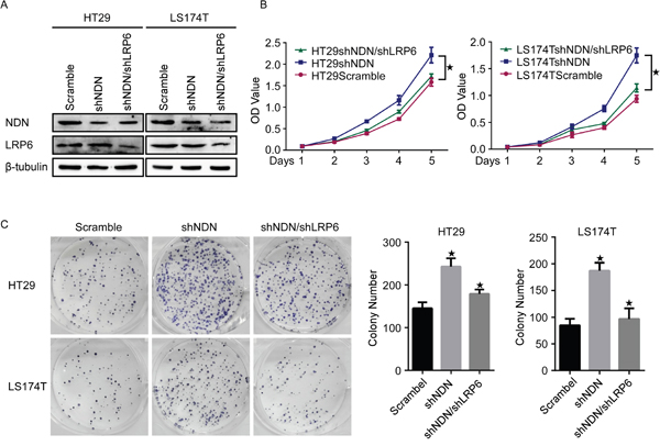 Inhibition of LRP6 reduces the CRC cell proliferation induced through the knockdown of NDN.
