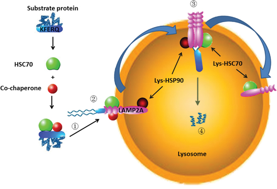 The process of CMA: (1) Recognizing substrate proteins and targeting them to lysosome; (2) Binding and unfolding substrate proteins; (3) Translocation into lysosomes; (4) Degradation by lysosome hydrolytic enzymes.