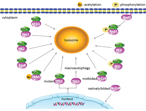 CMA substrate proteins in cancer: the acetylated PKM2 displays a stronger interaction with HSC70.