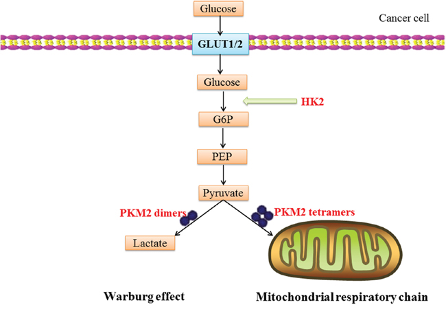A schematic illustration of CMA substrate proteins involve in Warburg effect: glucose translocation through the plasma-membrane by glucose transporters (GLUT1/2) is rapidly phosphorylated to glucose-6-phosphate (G6P) by HK2.