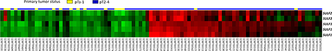 Reappraisal of transcriptome dataset in urothelial carcinoma (GSE31684).