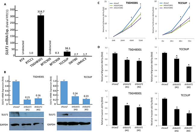 SULF1 expression promotes growth of UC cells in vitro.