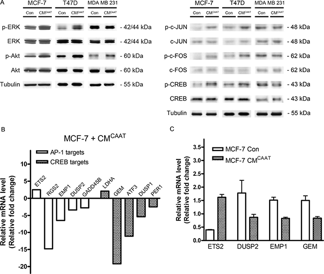 CAAT enhanced breast cancer proliferation correlates with differential activation of AP-1 and CREB dependent genes.