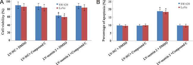 Effects of AMPK inhibition on cell proliferation and apoptosis in CRC cells.