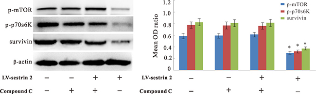 Effects of AMPK inhibition on p-mTOR, p-p70s6K, and survivin expression in CRC cells.