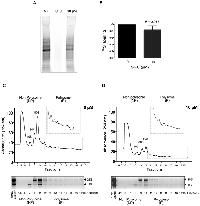 Impact of 5-FU treatment on protein synthesis in HCT-116 cells.