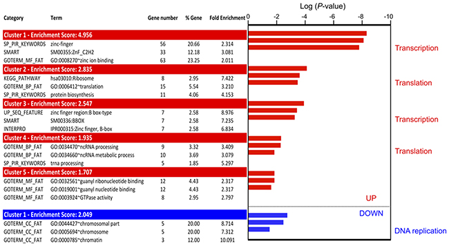 Gene ontology analysis of translationally deregulated genes in 5-FU treated HCT-116 cells.