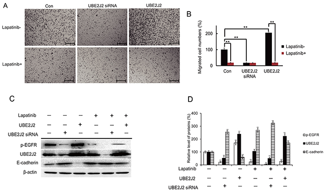 Effects of p-EGFR on UBE2J2-mediated HCCLM3 cell invasion.