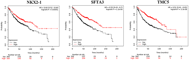 Kaplan-Meier survival curves for NKX2-1, SFTA3, and TMC5 expression in LADC patients.