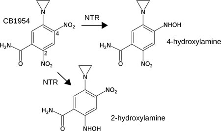 The prodrug CB1954 is a low-toxicity monofunctional DNA-alkylating agent, but can be converted to a much more toxic bifunctional DNA-alkylating agent upon 2 x 2-electron reduction of the 4-nitro or 2-nitro group to the corresponding hydroxylamine.