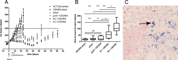 The NTR-expressing therapeutic strains are efficacious in CB1954 therapy