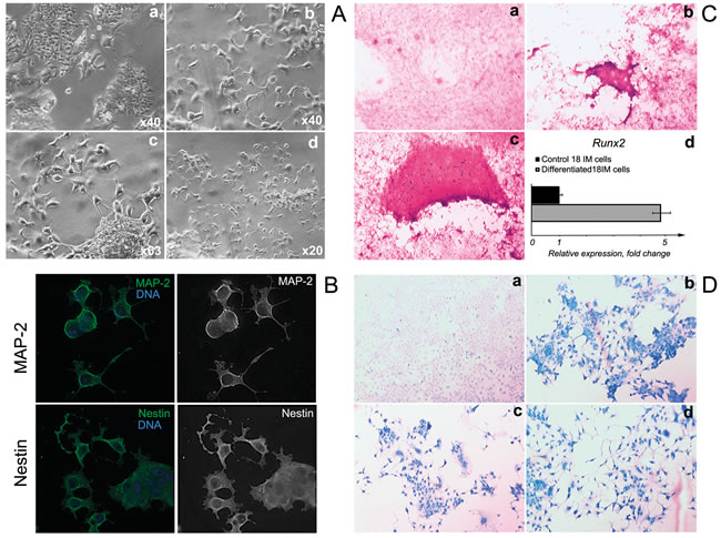 Directed differentiation of 18IM cells