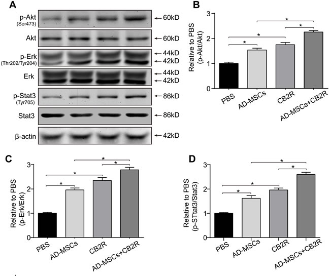 CB2 agonist adjuvant with AD-MSCs leads to myocardial activation of Stat3.