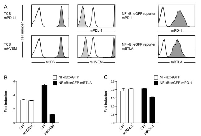 Evaluation of reporter cells expressing murine BTLA or murine PD-1.