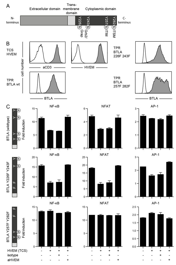 Role of tyrosine motifs in the inhibitory function of BTLA.