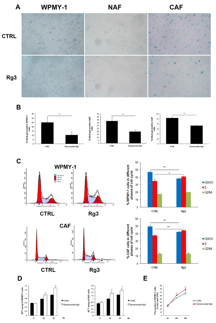 Ginsenoside Rg3 inhibited senescence of prostate stromal cells incubated in serum starvation condition.