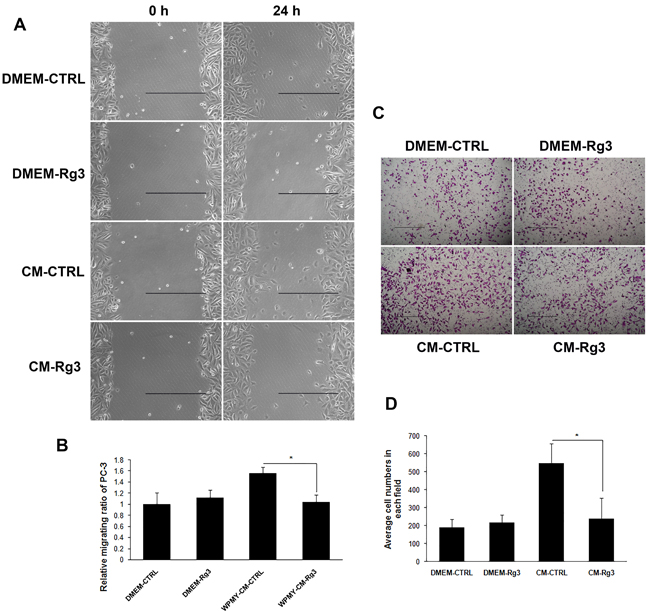 Ginsenoside Rg3 inhibited PC3 cell migration through the modulation of WPMY-1 cell paracrine.